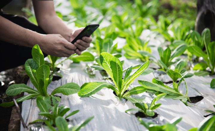 ¿Cuáles son los 6 polímeros plásticos utilizados con mayor frecuencia por la industria agrícola? Descúbrelo en este artículo con Quimisor.